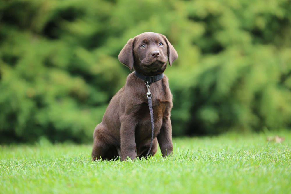 Szczeniak Labrador czekoladowy