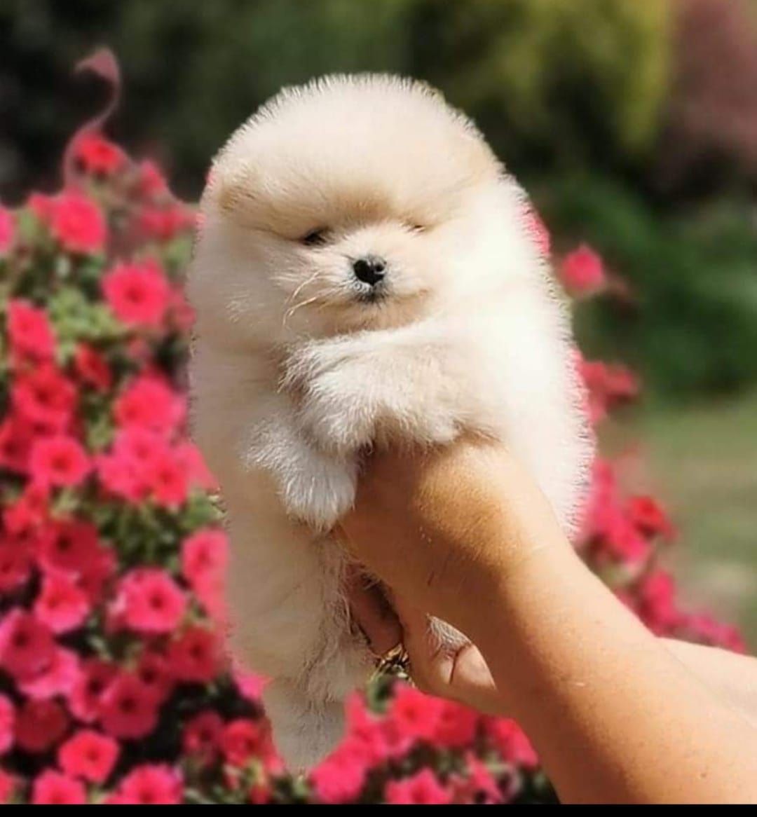 Reproduktor Szpic miniaturowy pomeranian ZKwP FCI