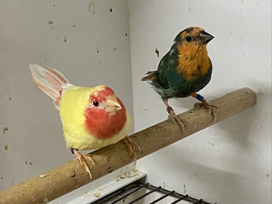 Diamantes papagaios, verde mar, áqua e lutinos