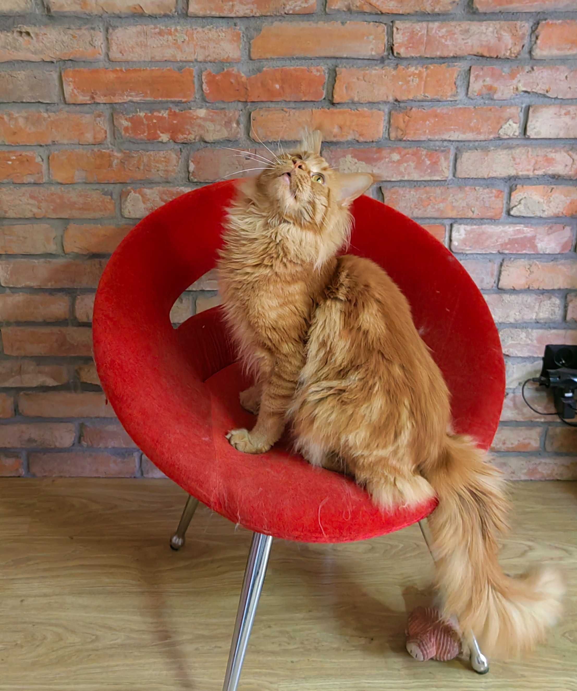Maine Coon kocurek z rodowodem FPL – czarny solid – Jerry Rezerwacja