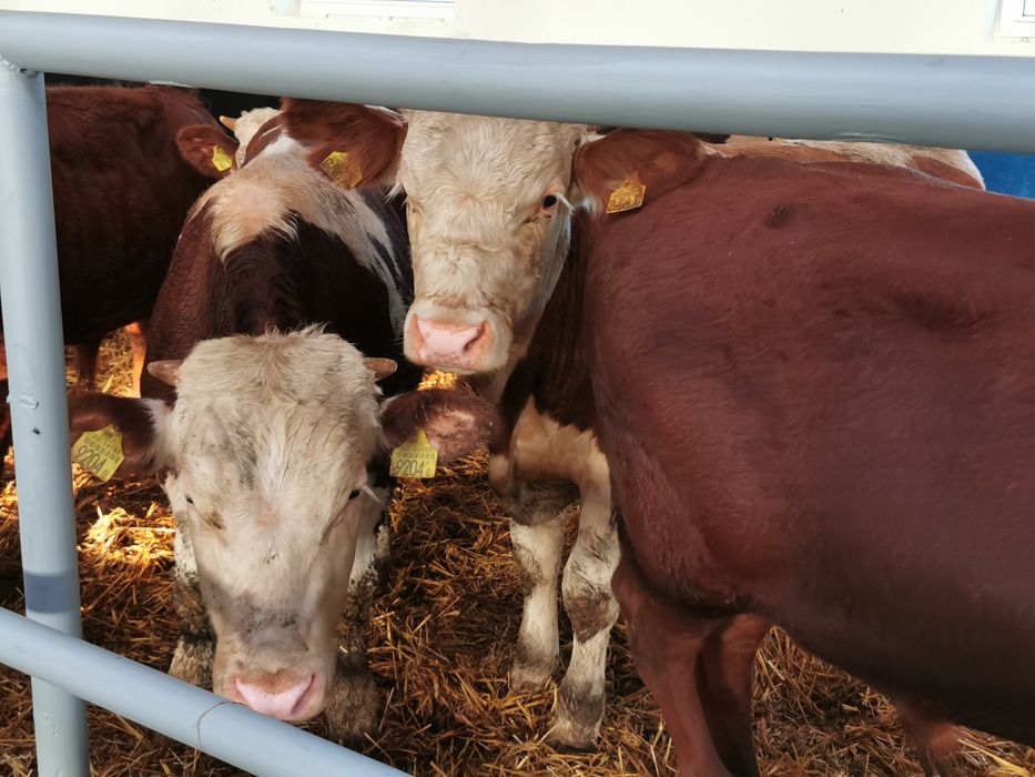 Odsadki polskie byki jalowki