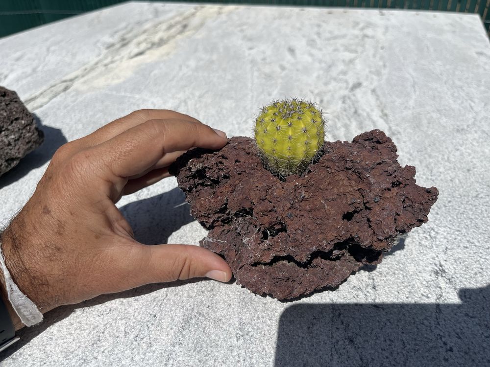 Rocha vulcanica com cacto