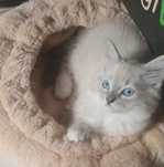 Piękne kocięta Ragdoll