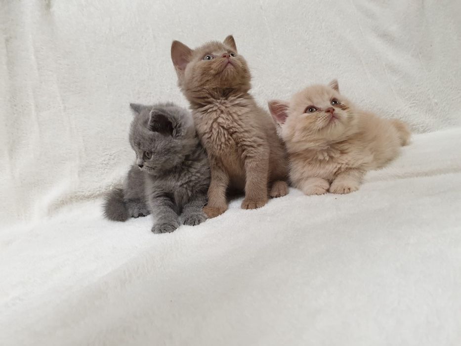 Kot brytyjski, kociak pieszczoch brytyjski niebieski