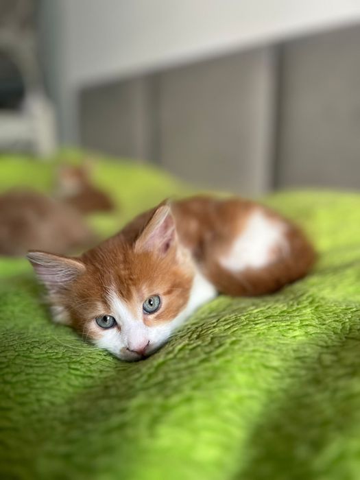 Kocurek Maine Coon „HUGO” d0922 FPL/FIFE – klasyczny rudy z bielą