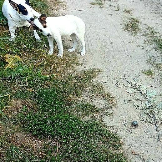 Цуценята (кобелі) в добрі руки