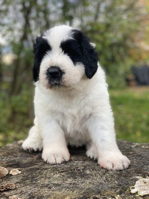 Owczarek rumunski mioritic. Hodowla Felix Pastor FCI.