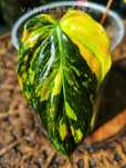 Liść philodendron Micans variegata filodendron Mikans ukorzeniony