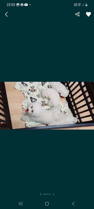 Bichon frise prześliczny piesek z rodowodem gotowy do odbioru