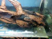 Mudskipper adulto