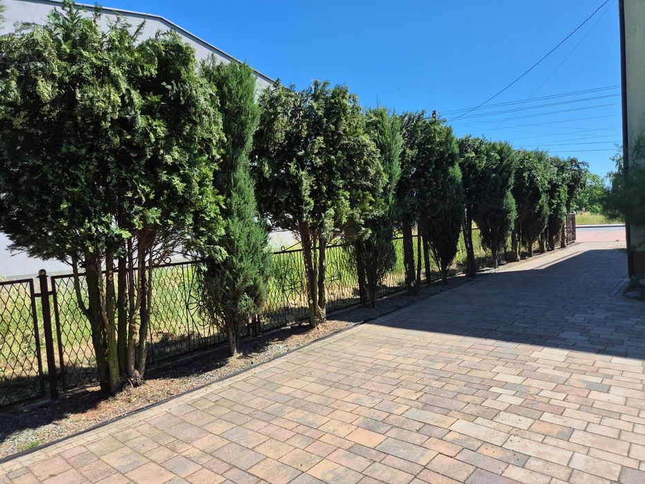 Wycinka Drzew I Pielęgnacja Zieleni I Usługi Rębakiem I Frezowanie Pni