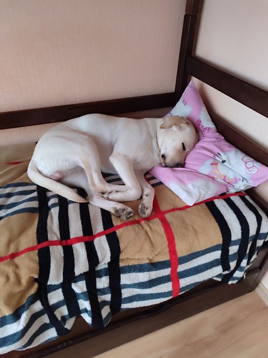 В'язка лабрадора