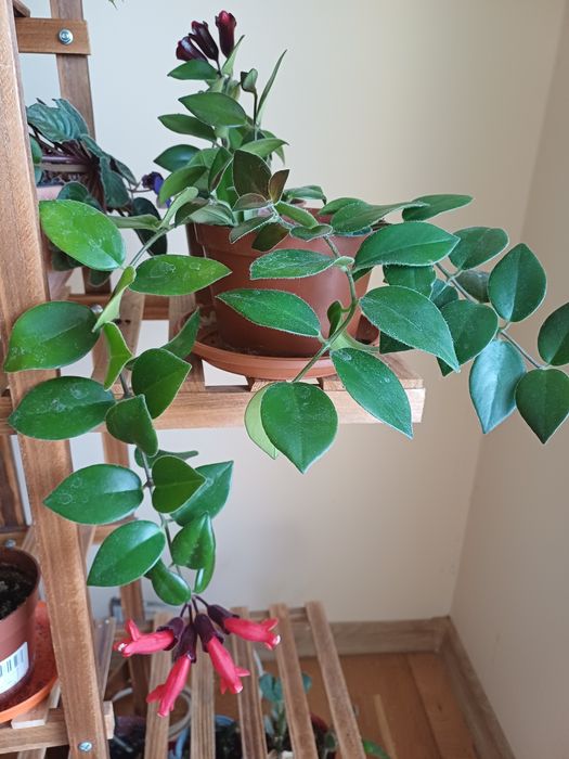 Aeschynanthus roślina doniczkowa