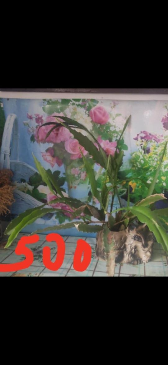 Продам квіти.ціна на фото.можливий хороший торг для реального покупця.