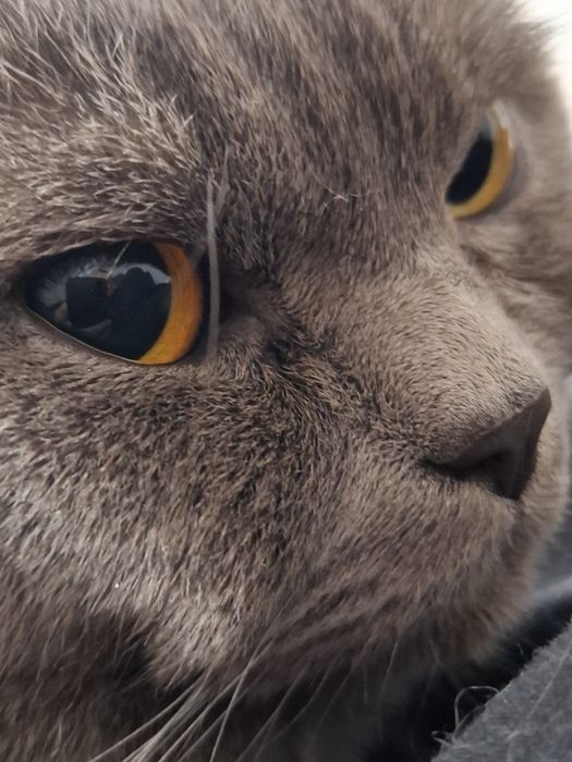 Профік своєї справи повертається