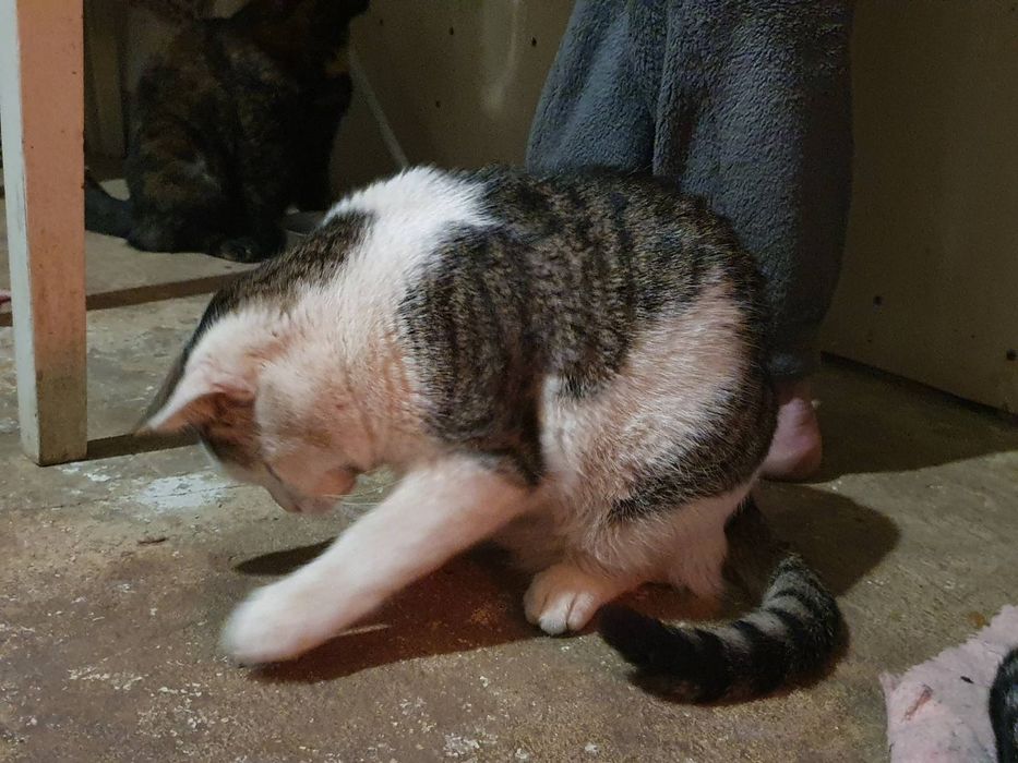 Внимание разыскивается живой или мертвый!