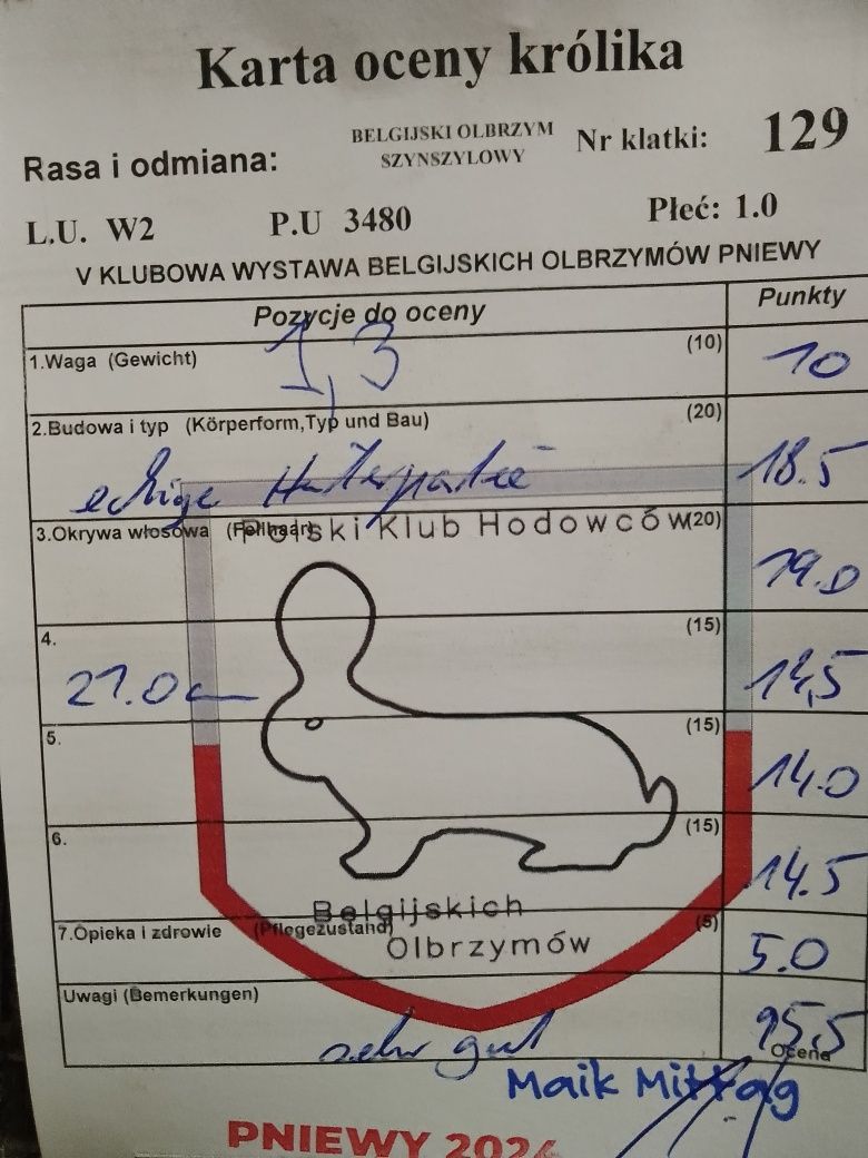 Sprzedam młodego samca BOSz