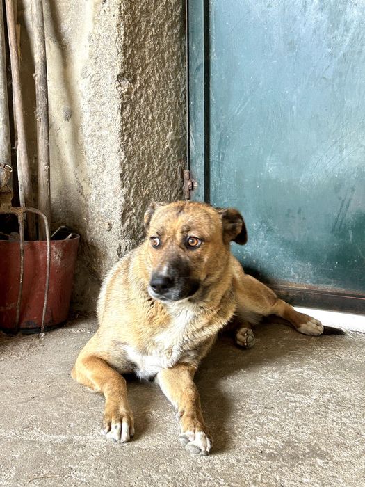 Adoção Responsável - Cadela