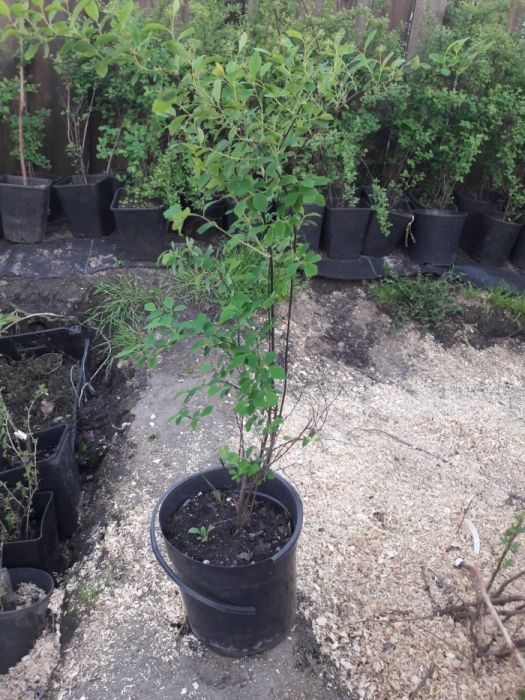 Продам спирею Вангута (невеста) Spiraea
