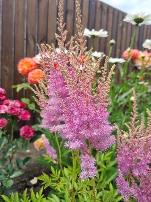 Тысячелистник астильба маргаритка