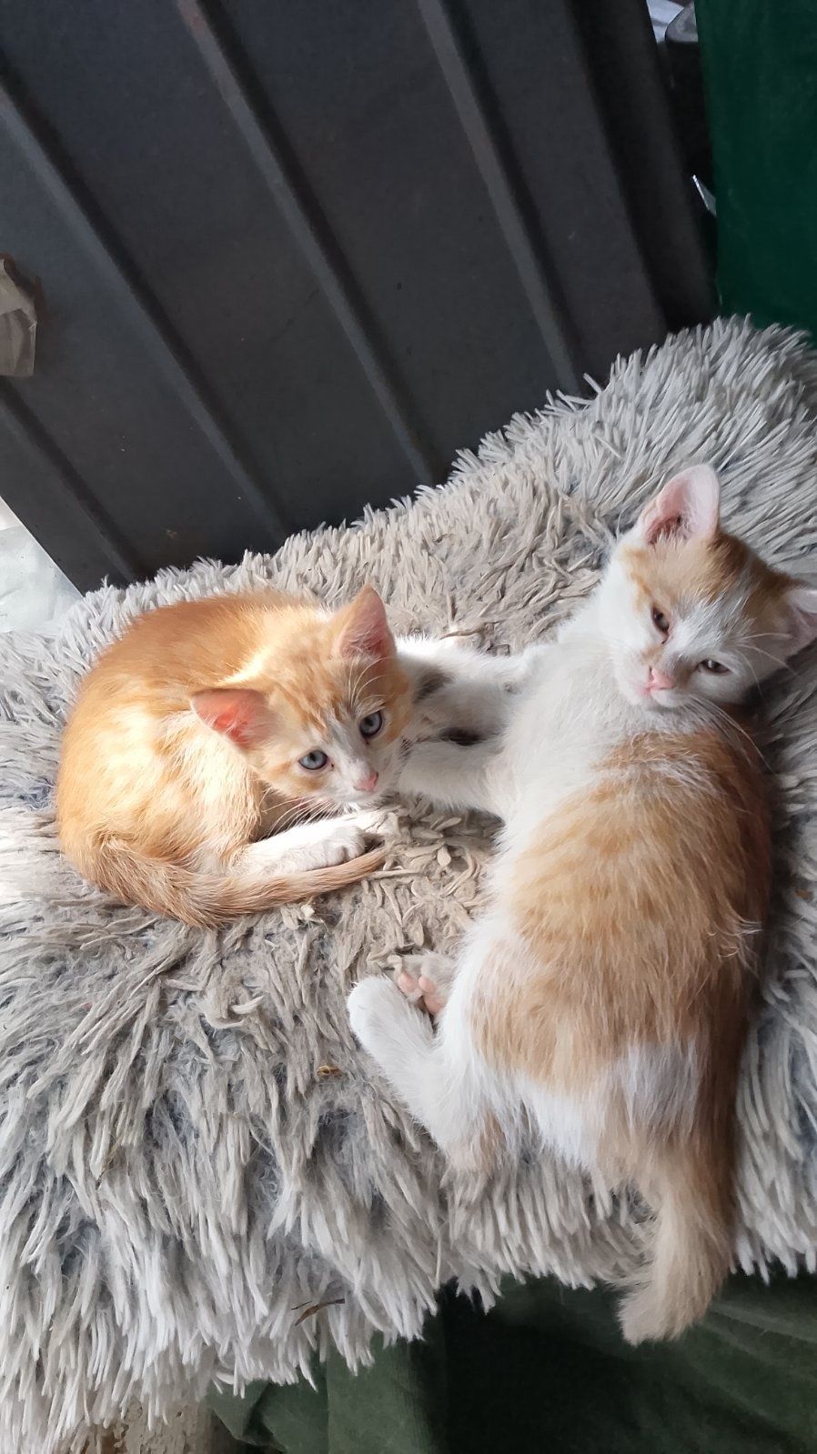 Кошенята 2 місяці