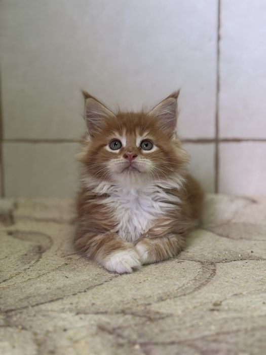 Котята мейн-кун. Девочки и мальчикт