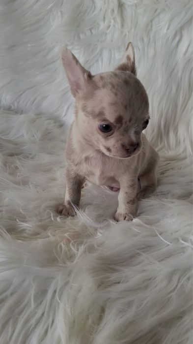 Chihuahua piesek merle