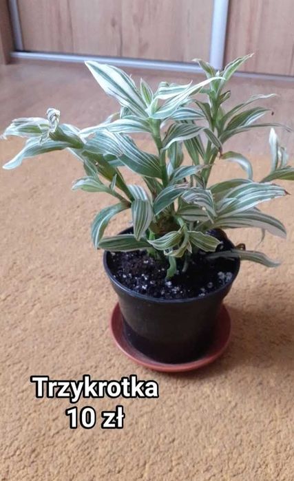 Rośliny doniczkowe, kwiaty doniczkowe