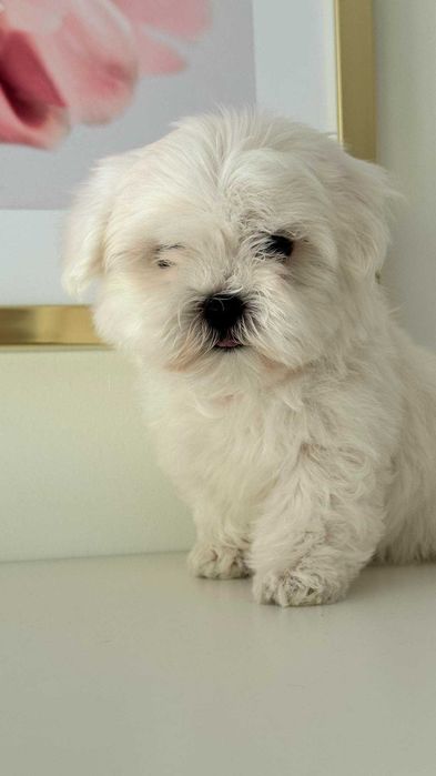 Piękna Suczka z Metryka. Maltańczyk. Mini. Do odbioru.