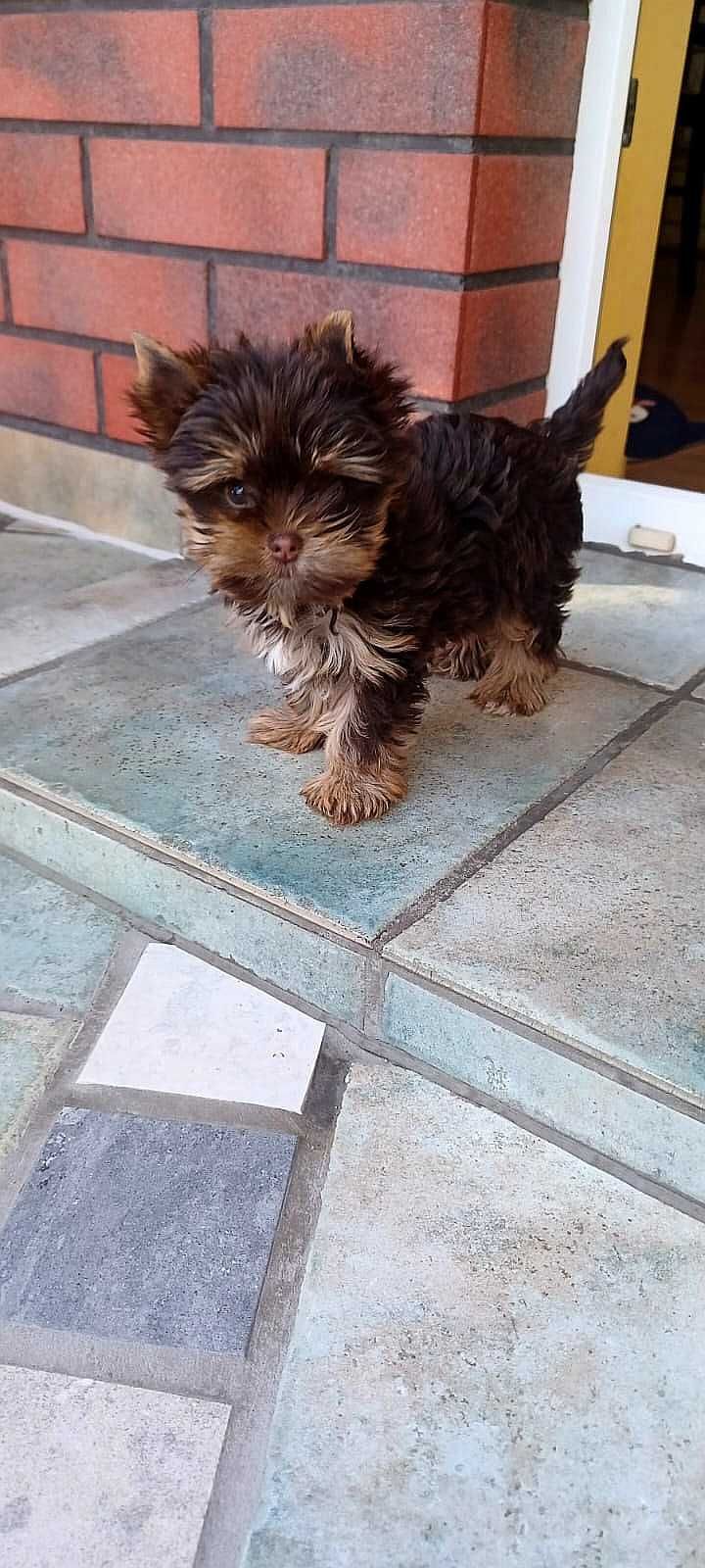 Biewer Yorkshire Terrier Chocolate