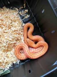 Wąż mahoniowy T-albino