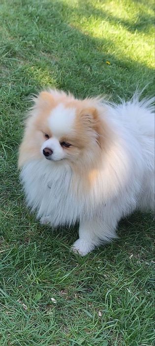 Померанський шпіц для в'язки