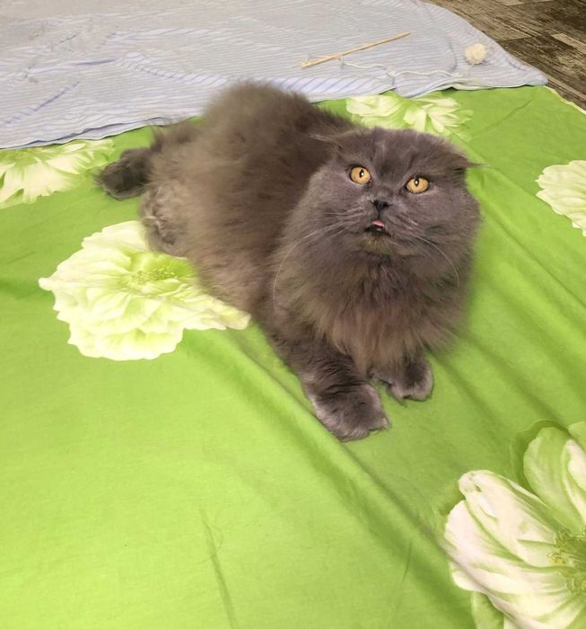 Вислоукая Шотландская кошечка Коша, впедная красотка, 2-3 года