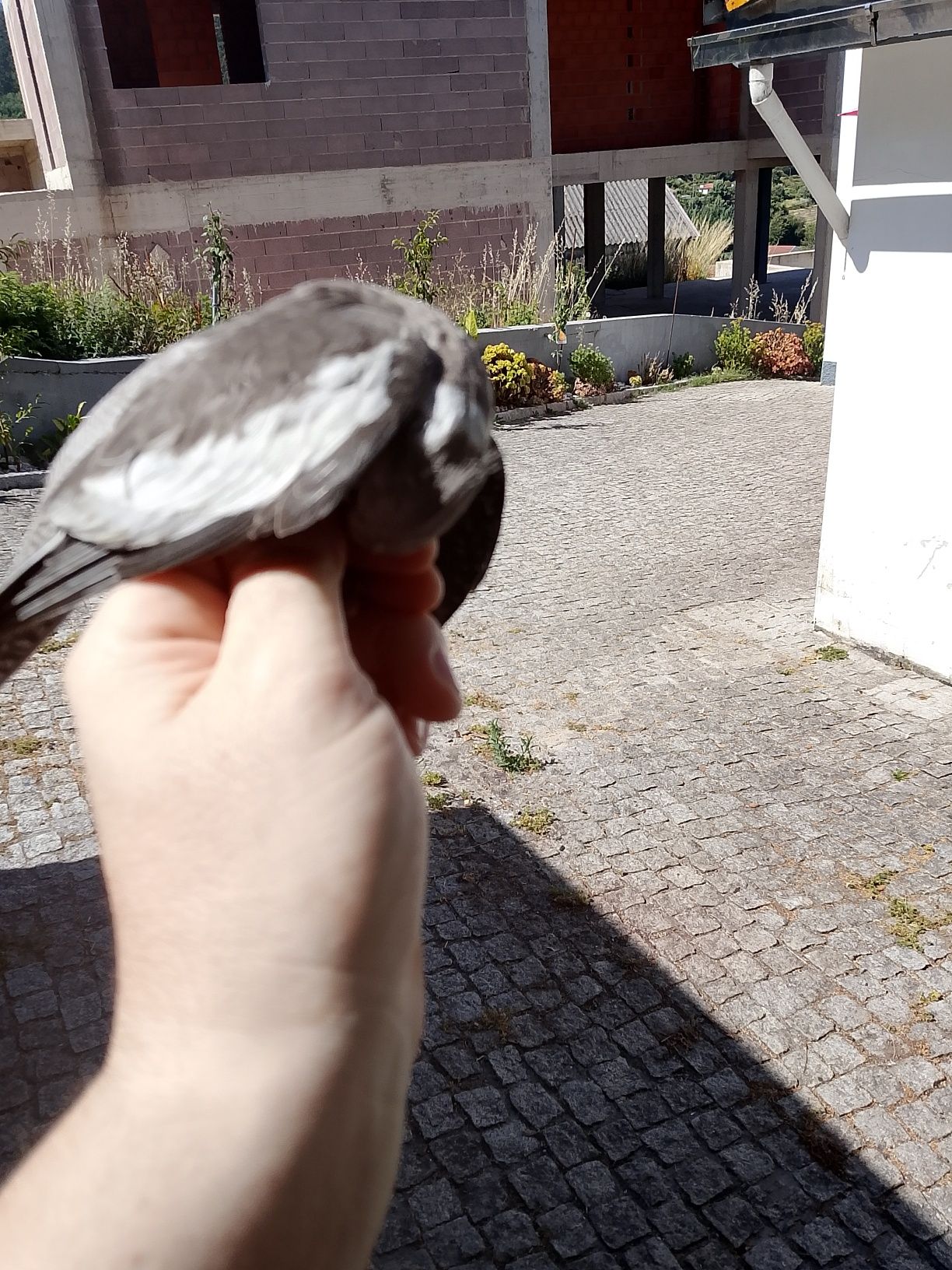 Caturras criadas a mão