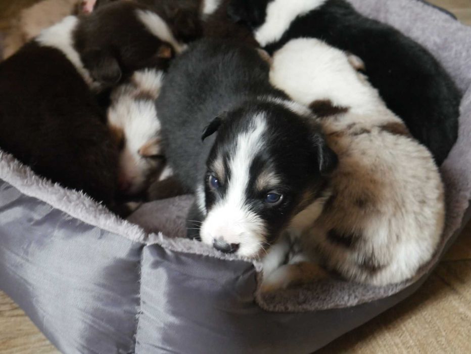 Border collie -TRi COLOR Piesek