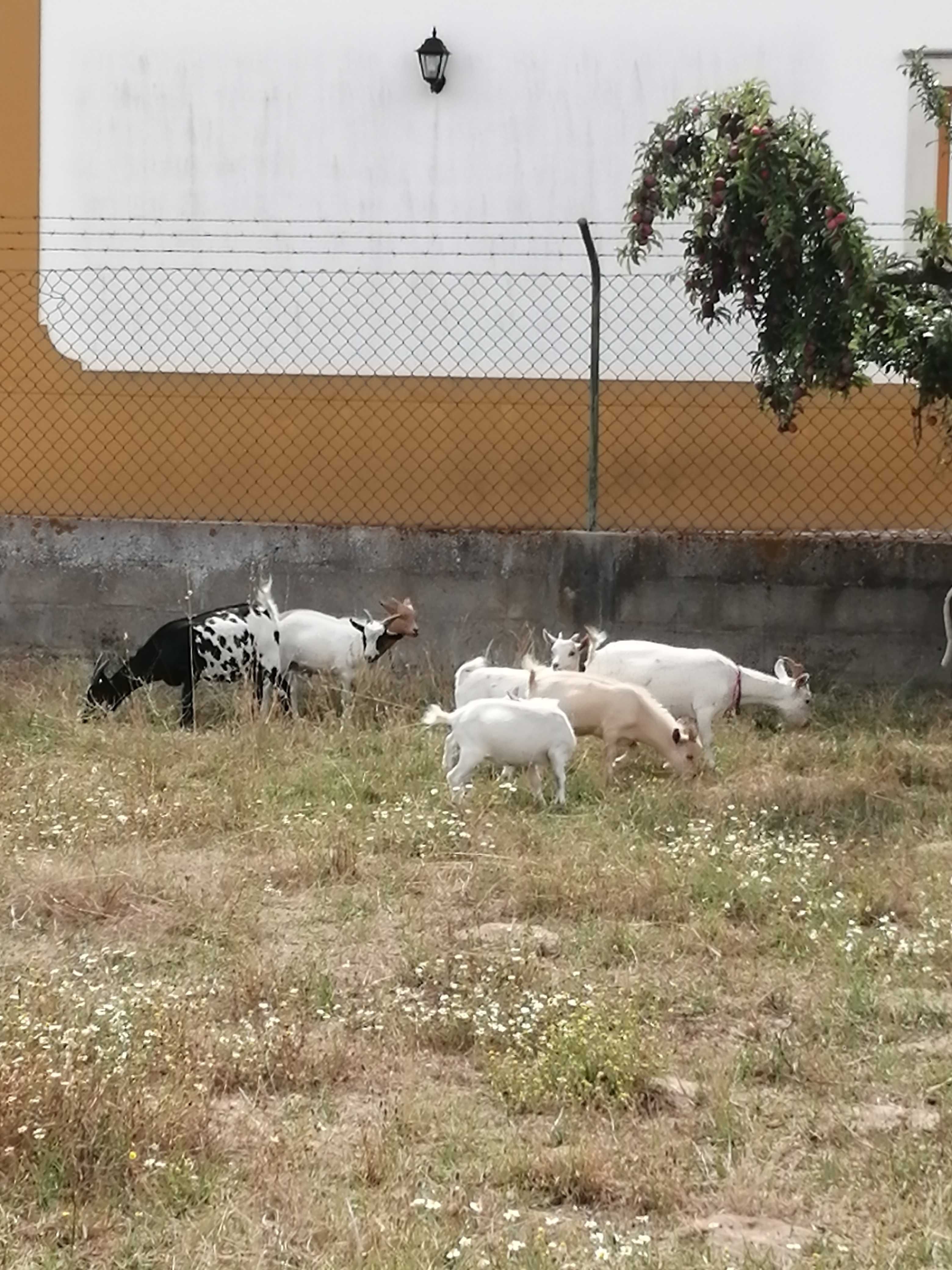 Cabras anãs fêmea ou macho