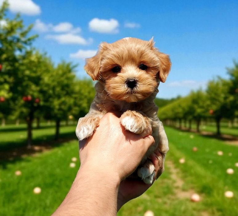 Бусінки мальтіпу хлопчики. Є братики хлопчики   пишіть та дзвоніть