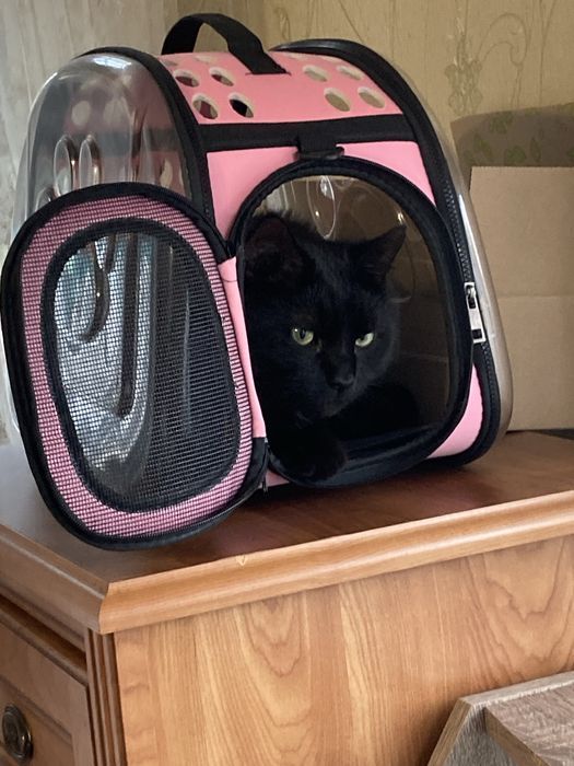 Transporter, torba dla kota, psa, królika, zwierząt domowych.