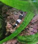 Krewetki caridina Taiwan bee panda