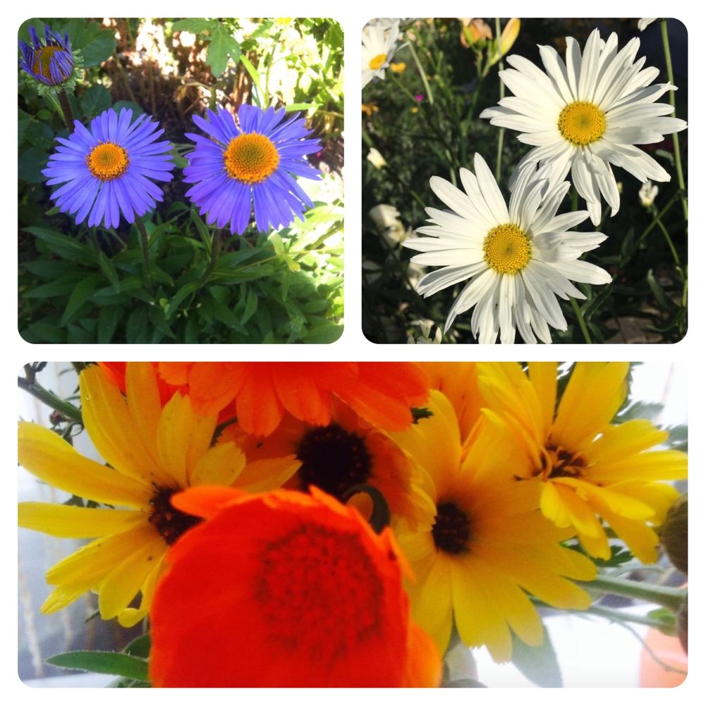 Весняні багаторічні квіти: арабіс,іберіс, примула, барвінок, флокс