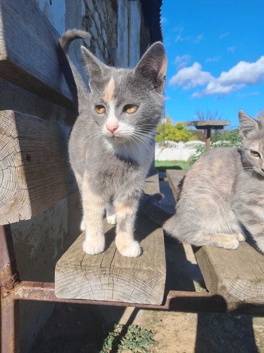 Віддам безкоштовно кошенят