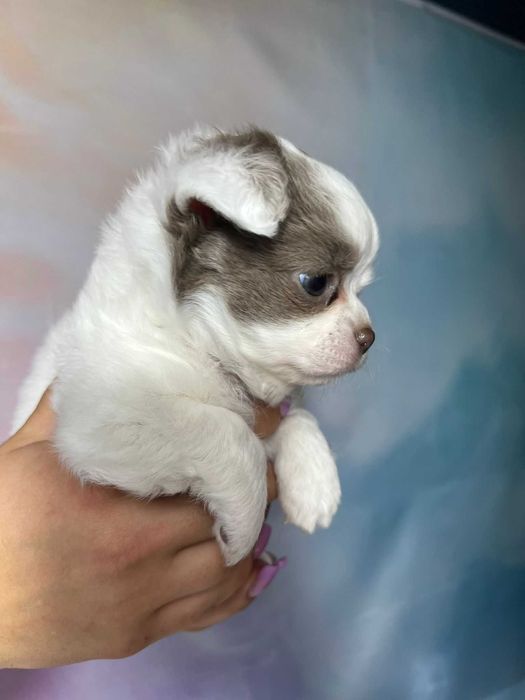 Suczka długowłosa Chihuahua Biało-czekoladowa szczeniak