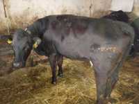 Młoda cielna krowa Angus Czarny (AN)