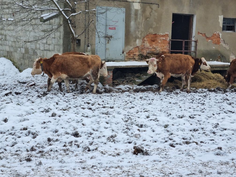 Skup koni bydła rzeźnego