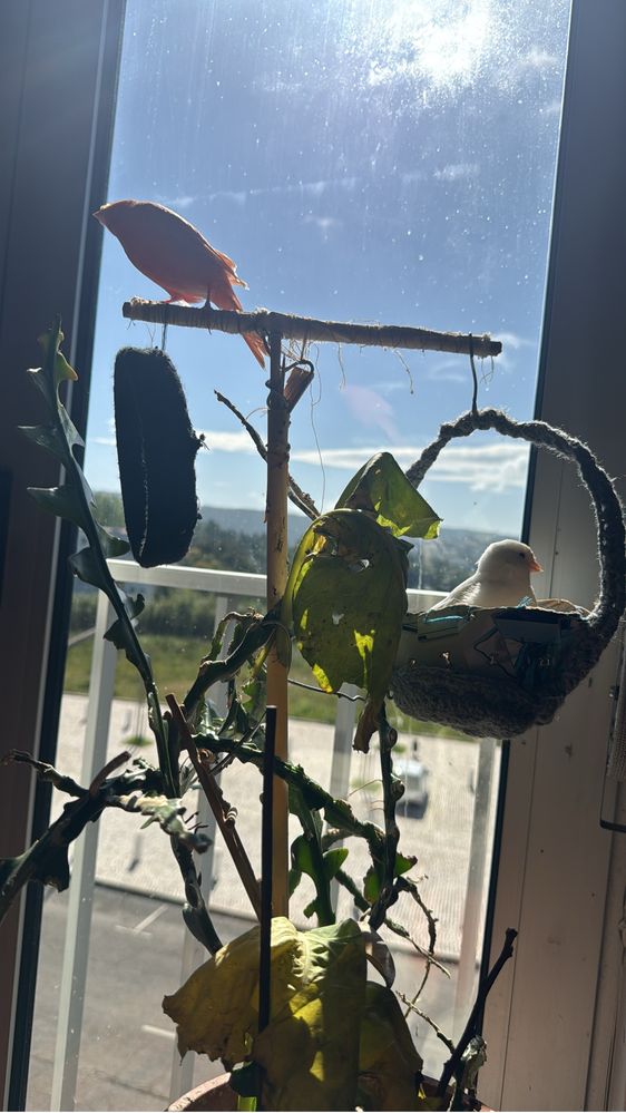 Canários criados em casa com carinho – só para quem ama aves