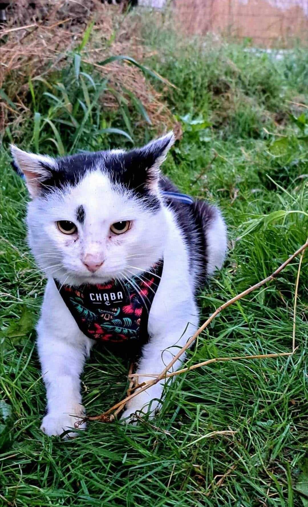 KOT INNY NIŻ WSZYSTKIE - może na Ciebie czeka Romuś?