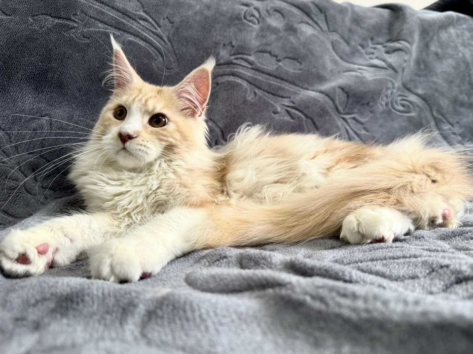 Maine Coon Kocur Rudy - Wysrebrzony Transport Rodo WCF 5 Pokoleniowy