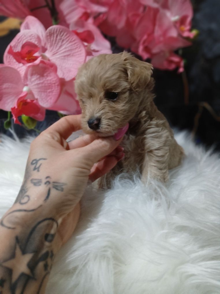 Maltipoo chlopak