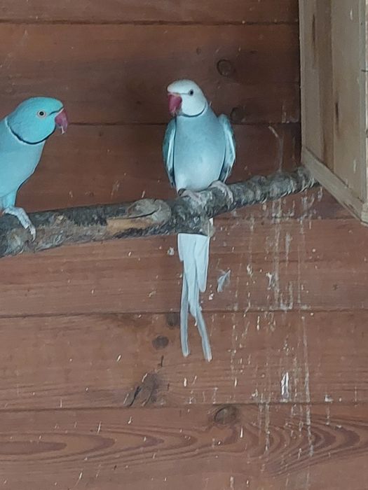 Aleksandretta samiec