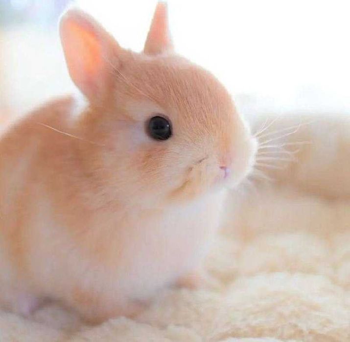 Кролики цветные домашние минилопы и нидерланцы породистые